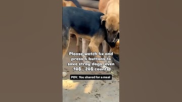 Every bit of your donations counts however small or big can huge difference🐾💔Link in bio to donate