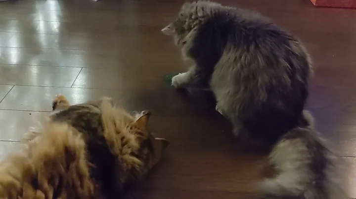 Watch the video about Siberian cats playing with Christmas toys