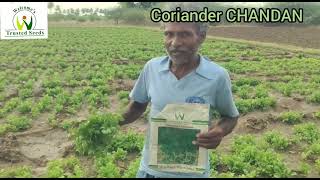 Coriander CHANDAN, Dindigul, Tamilnadu, August 2023