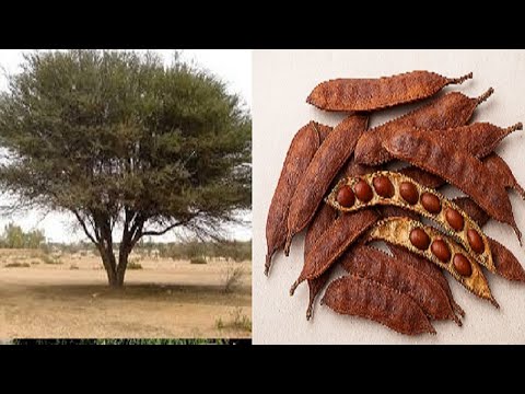 استخدام عشبة القرض بشكل صحيح سيغير حياتك للأفضل