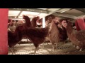 Cage-Free Egg Production Tour