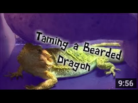 Taming a Bearded Dragon In Detail