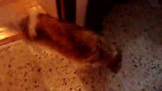 Chloi Jumping.daddy Is Here