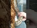 LIVE FEEDING SPIDER BALL PYTHON!!!!!!!!!