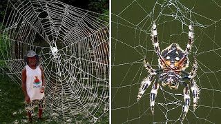 10 STRONGEST Spider Webs In The World! screenshot 3