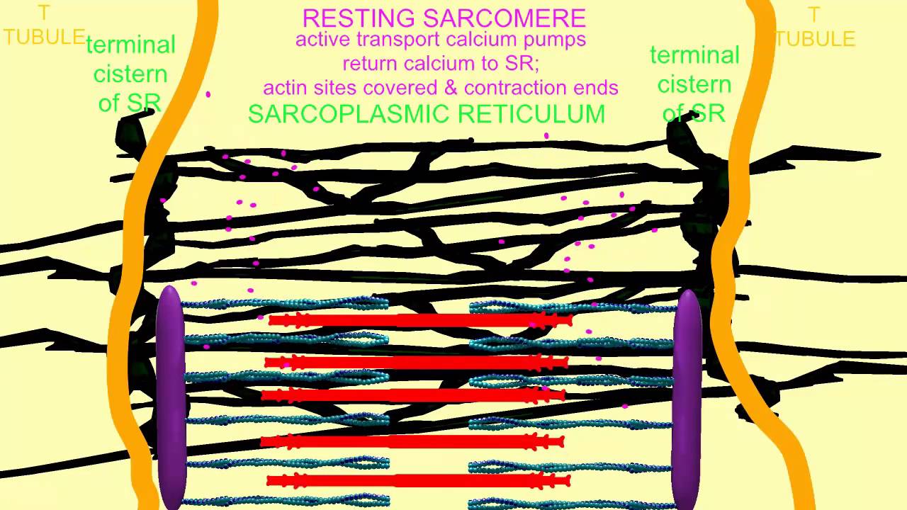 EXCITATION CONTRACTION COUPLING - YouTube