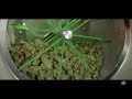 Check out our preroll process