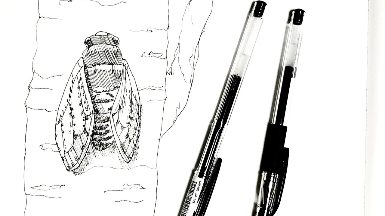 How To Draw A Pen Drawing Of A Cicada In 5 Minutes Youtube