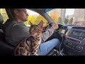 Бенгальский кот Бакс едет в машине