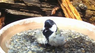 おしゃべりしながら水浴びシジュウカラ