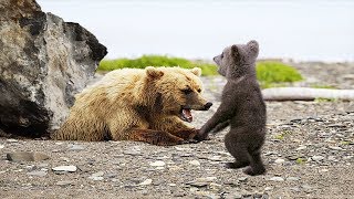 POOR BABY BEAR TRY TO SAVE MOTHER FROM FALLING ROCKS BUT FAIL | Animals Save Animals