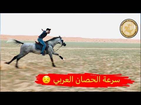 فيديو: ما السرعة التي يمكن أن يتطورها الحصان