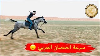 تعال شوف سرعة الحصان العربي - The speed of the Arabian horse