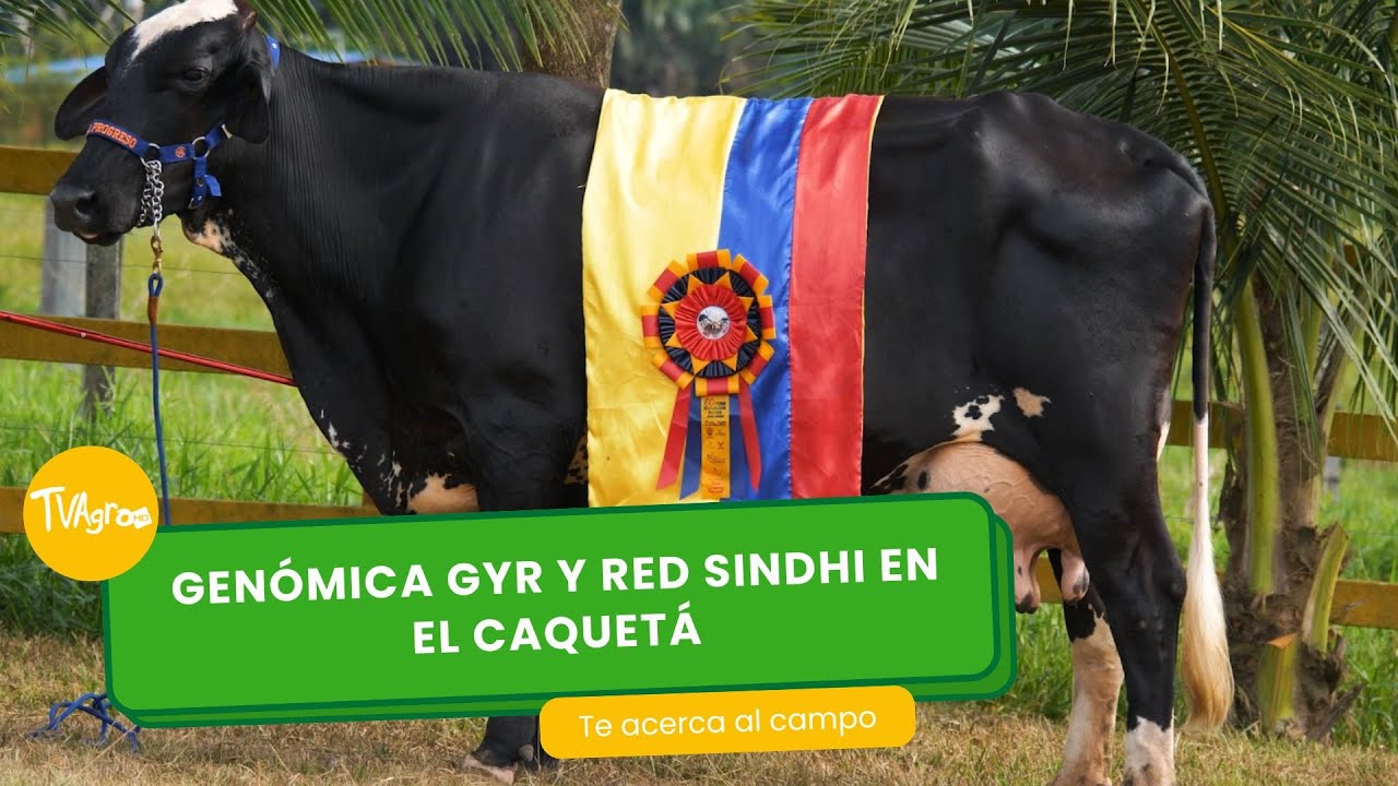 Genómica: Gyr y red Sindhi en el Caquetá- TvAgro por Juan Gonzalo Angel Restrepo