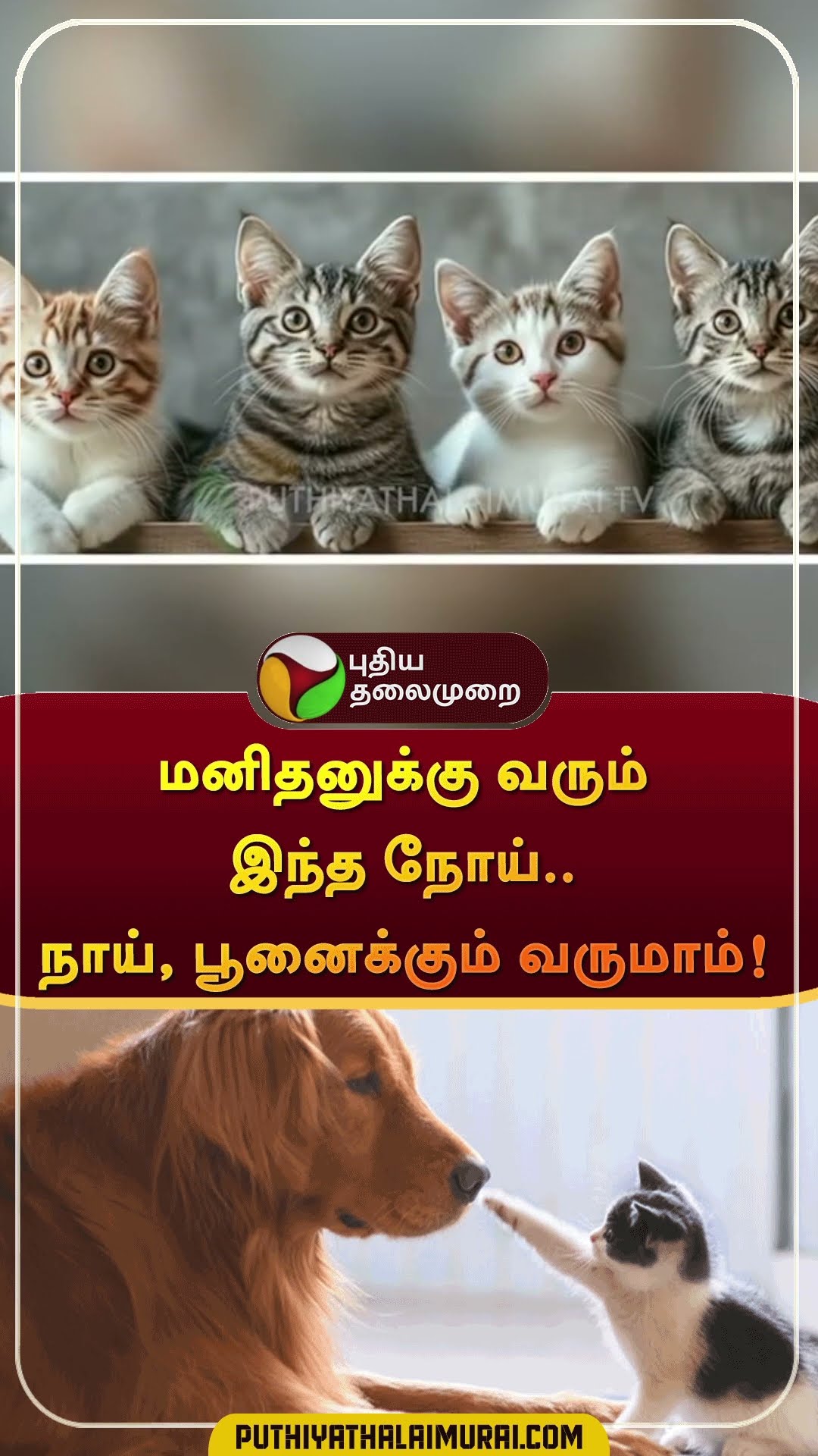 மனிதனுக்கு வரும் இந்த நோய்.. நாய், பூனைக்கும் வருமாம்! | #shorts | #dog | #cat | #pet-animals