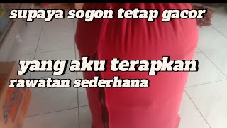 cara sederhana merawat sogon tetap gacor ||  ini cara saya