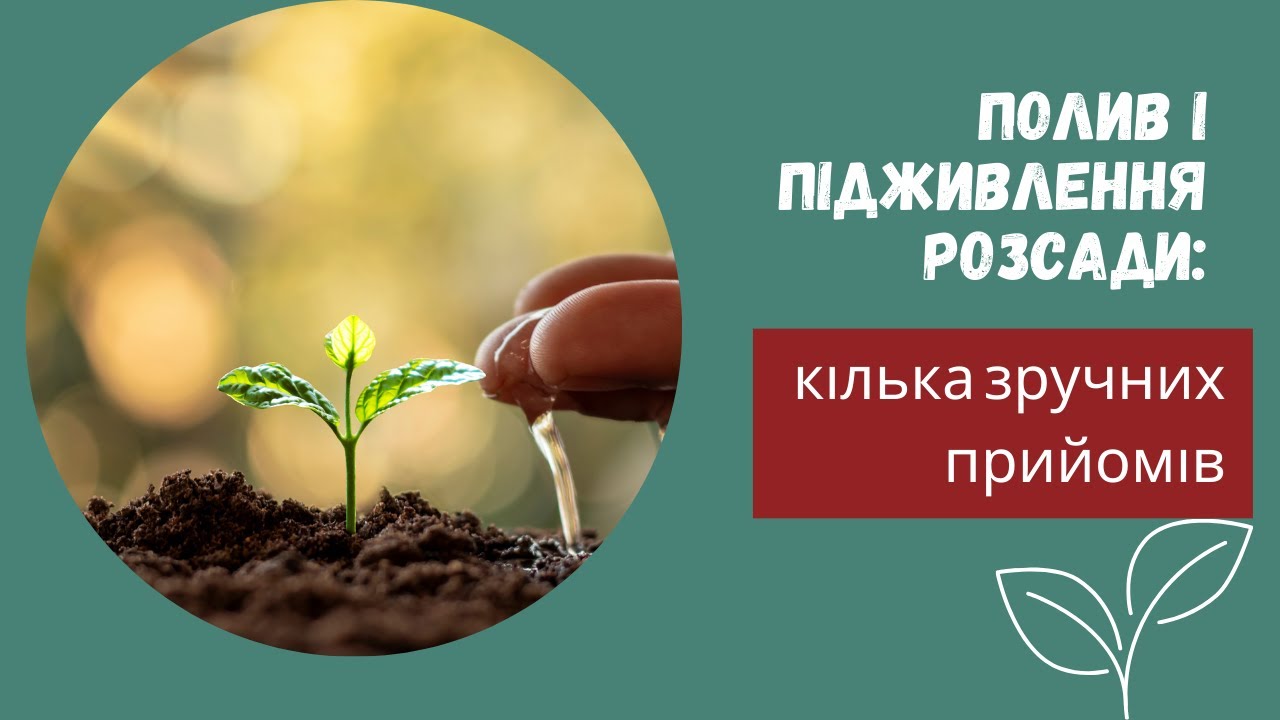 Полив і підживлення розсади: зручно та безпечно