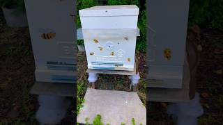 НА СТИЛЕ пчелы bee honey live love youtubeshorts asmr 2023 usa пасека мёд tiktok art a
