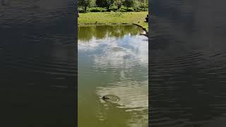 duck duckchicks fotawildlifepark pond chase ducks duckling funnyanimals zoo ducksquacking