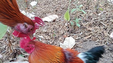 Bẫy gà rừng mới nhất 1/1/2020 cuab qaib qus 2020 (đã bán)