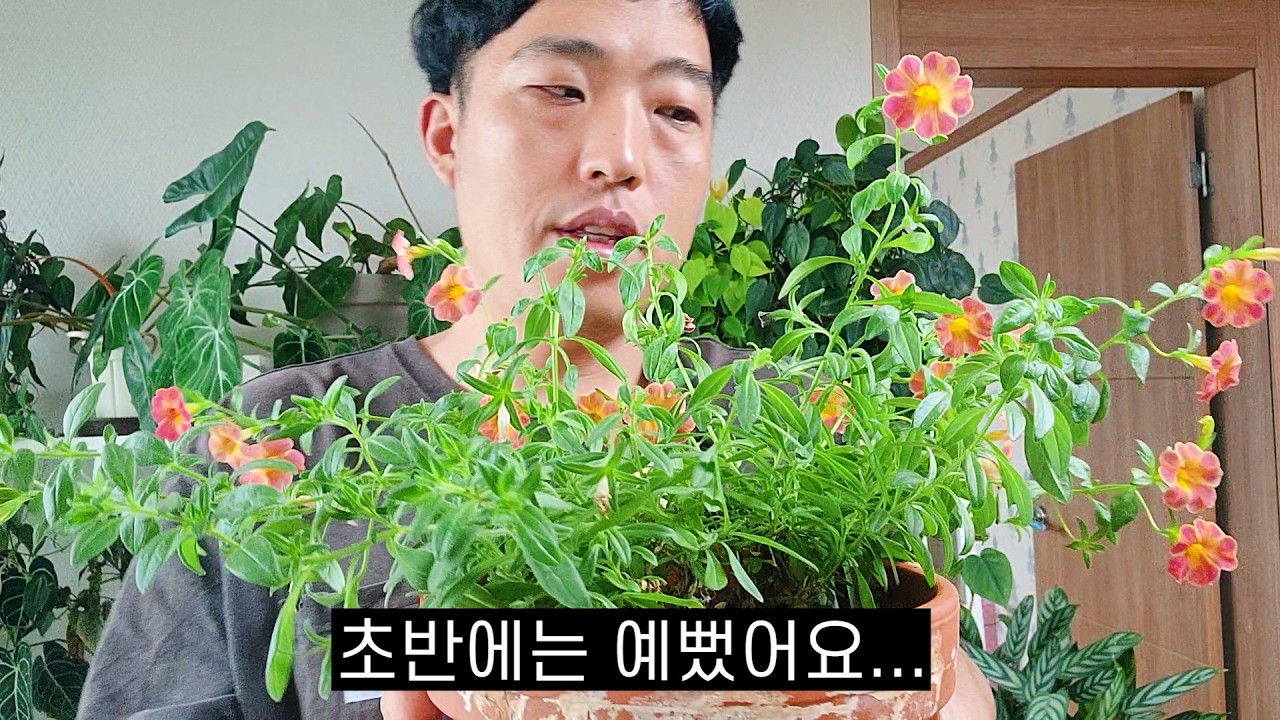 내 인생에 꽃은 여기까지! 꽃보다 집에서 관엽식물 키우기!