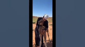 Heartbreaking Moment: Baby Camel