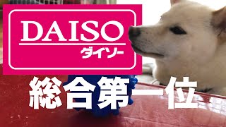 ダイソーの犬のおもちゃ・勝手にベストテン