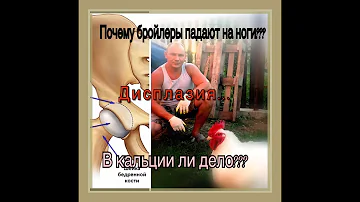 Почему бройлеры падают на ноги??? В кальции ли дело???!!!