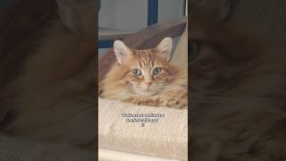 He will only answer to his wizard name today  #animals #cat #cute #funny #petvideos #cutecat #pets