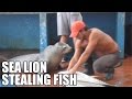 Galapagos Fish Market - Sea lion stealing fish - Puerto Ayora