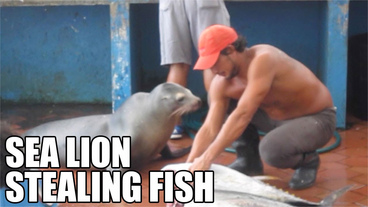 Galapagos Fish Market - Sea lion stealing fish - Puerto Ayora