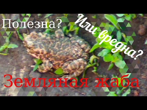 Полезны или вредны жабы?\\Good or bad for the frogs?