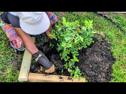 Using banana trunk as slow release fertilizer to plant Barbados cherries and papayas