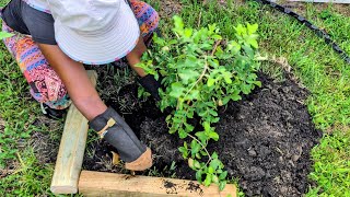 Using banana trunk as slow release fertilizer to plant Barbados cherries and papayas