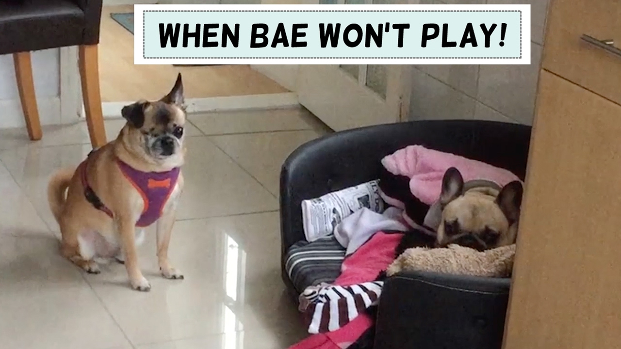 FUNNY FRENCH BULLDOG & PUG CHIHUAHUA - WHEN BAE WON'T PLAY Apple Frenchie dog & Gus one-eyed chug