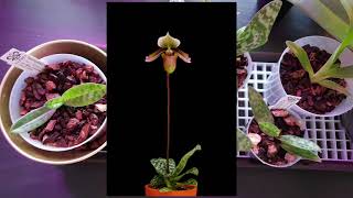 Papucsorchideák (Paphiopedilum) gondozása