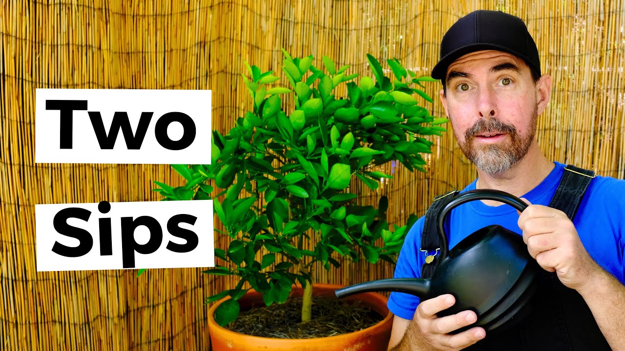 HOW TO FERTILIZE CONTAINER CITRUS TREES YouTube