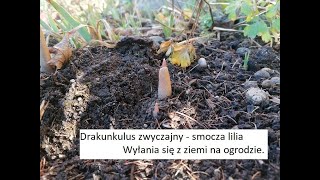 Jak radzą sobie rośliny na ogrodzie - sprawdzamy.19.01.22r.