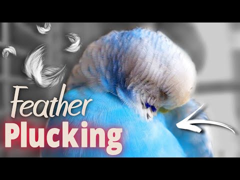 כיצד לזהות עקירת נוצות אצל ציפורים וכיצד להתמודד