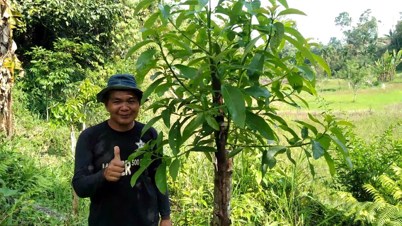 HASIL TOP WORKING 2,5 BULAN DI NAGARI SUPAYANG @tunasbaruAlpukattaeh