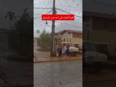 كثرة الجراد في مدينة برازيلية السعودية البرازيل اكسبلور جراد عالمالحيواناتالبريه 