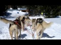 Slovak Huskies