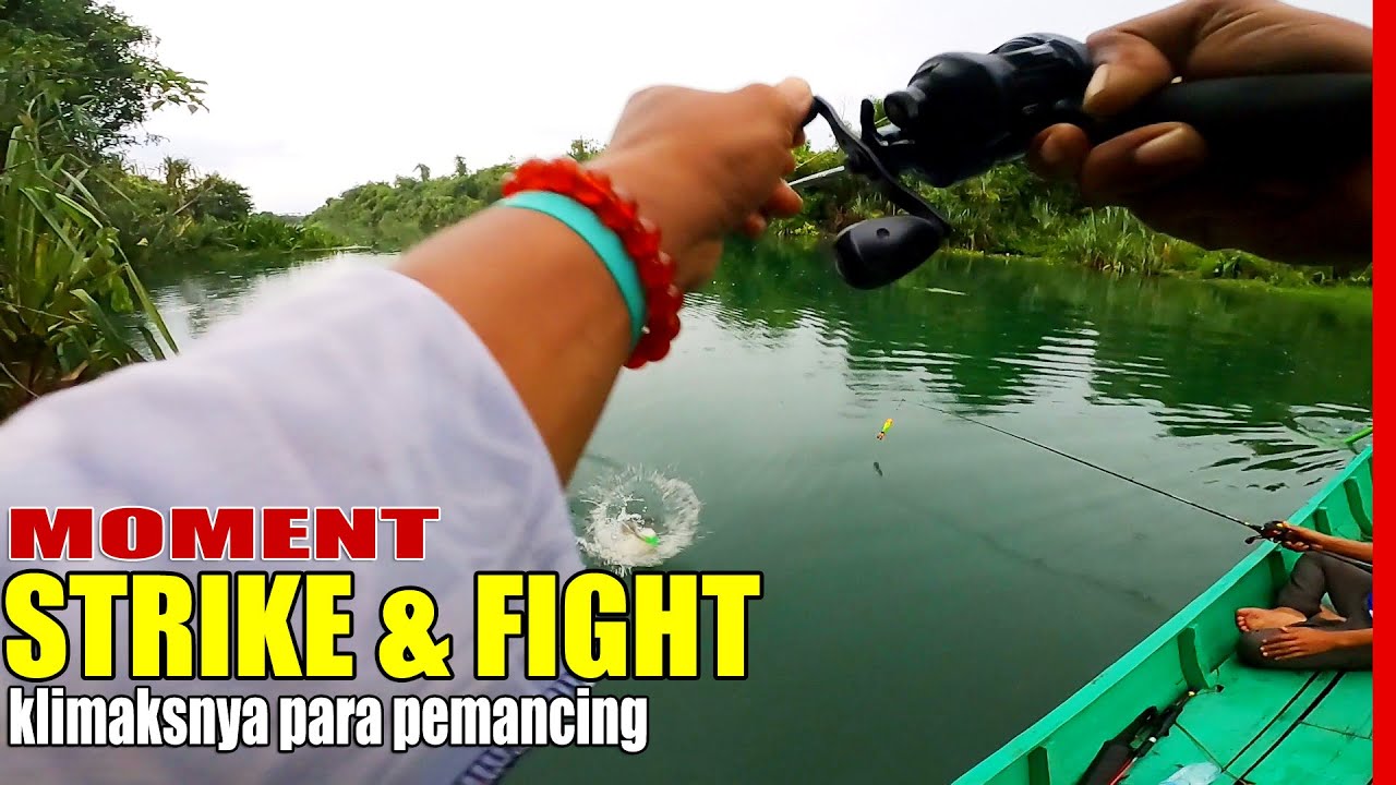 CASTING TOMAN di sungai pidada lampung best fishing video YouTube