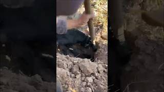 wildlife junglehunter funnyanimals animals primitiveplus