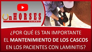 ¿POR QUÉ ES TAN IMPORTANTE EL MANTENIMIENTO DE LOS CASCOS EN LOS PACIENTES CON LAMINITIS? On HORSES