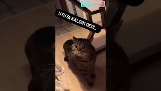 Uyya Kaldım Diyen Kedi