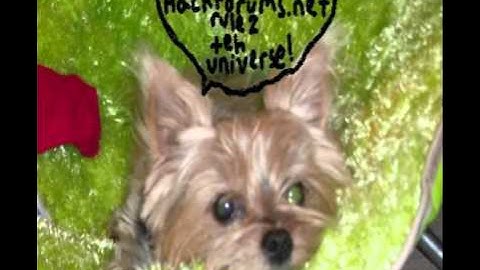 Hackforums.net - JerZee