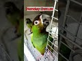 Nanday Conure
