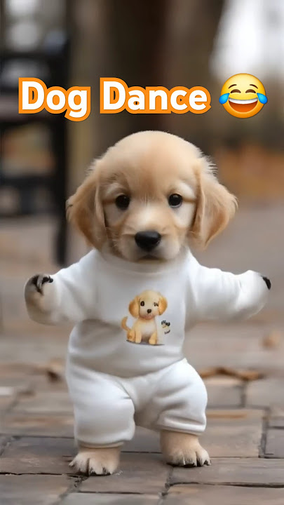 Dog Dance Motorcycle 🏍😂  #Dog #motorcycle #dance #dogdance #petdance #pet #goldenretriever