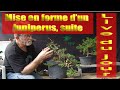 Live du jour  3e volets sur la prparation dun juniperus  chinensis et sa mise en forme bonsa